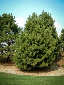 Сосна Чёрная (Pinus Nigra) купить по цене от 270.00р. в интернет-магазине «Посадика» с доставкой почтой в в Вытеграе и по всей России – [изображение №1].