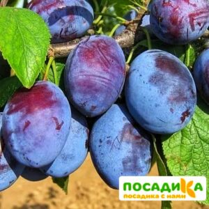 Слива Чачакская ранняя купить по цене от 229.00р. в интернет-магазине «Посадика» с доставкой почтой в в Вытеграе и по всей России – [изображение №1].