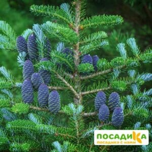 Пихта корейская (Abies koreana) купить по цене от 450.00р. в интернет-магазине «Посадика» с доставкой почтой в в Вытеграе и по всей России – [изображение №1].