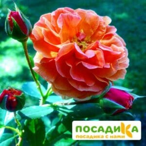 Роза Арабия купить по цене от 350.00р. в интернет-магазине «Посадика» с доставкой почтой в в Вытеграе и по всей России – [изображение №1].