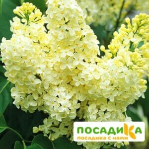 Сирень Примроуз (Primrose) купить по цене от 529.00р. в интернет-магазине «Посадика» с доставкой почтой в в Вытеграе и по всей России – [изображение №1].