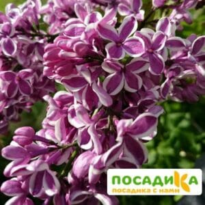 Сирень Сенсация купить по цене от 529.00р. в интернет-магазине «Посадика» с доставкой почтой в в Вытеграе и по всей России – [изображение №1].