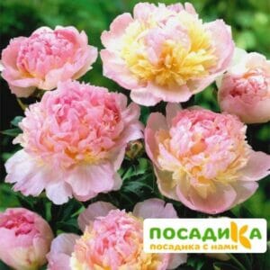 Пион Распберри Сандей (Paeonia Raspberry Sundae) купить по цене от 959р. в интернет-магазине «Посадика» с доставкой почтой в в Вытеграе и по всей России – [изображение №1].