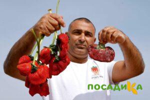 Клубника Гигант Джорнея купить по цене от 266р. в интернет-магазине «Посадика» с доставкой почтой в в Вытеграе и по всей России – [изображение №1].