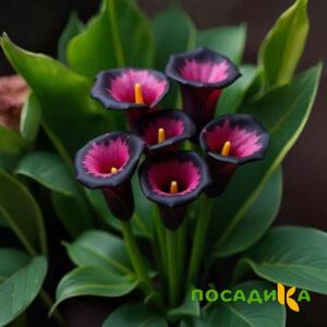 Калла Аура Лейс купить по цене от 400р. в интернет-магазине «Посадика» с доставкой почтой в в Вытеграе и по всей России – [изображение №1].