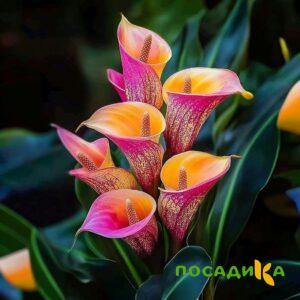 Калла Оникс купить по цене от 450р. в интернет-магазине «Посадика» с доставкой почтой в в Вытеграе и по всей России – [изображение №1].
