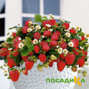 Клубника Рубиновый Шепот (горшечная) купить по цене от 240р. в интернет-магазине «Посадика» с доставкой почтой в в Вытеграе и по всей России – [изображение №1].