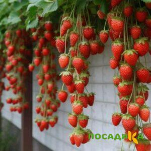 Клубника вьющаяся Комплимент купить по цене от 470р. в интернет-магазине «Посадика» с доставкой почтой в в Вытеграе и по всей России – [изображение №1].