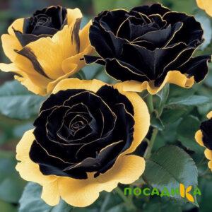 Роза Ханни Сикл купить по цене от 700р. в интернет-магазине «Посадика» с доставкой почтой в в Вытеграе и по всей России – [изображение №1].