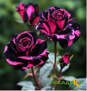 Роза Багровый Шепот купить по цене от 366р. в интернет-магазине «Посадика» с доставкой почтой в в Вытеграе и по всей России – [изображение №1].