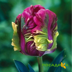 Тюльпан Экзотик Хэвен купить по цене от 186р. в интернет-магазине «Посадика» с доставкой почтой в в Вытеграе и по всей России – [изображение №1].