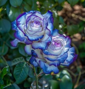 Роза Пэтолз Хоуп купить по цене от 333р. в интернет-магазине «Посадика» с доставкой почтой в в Вытеграе и по всей России – [изображение №1].