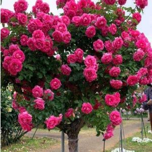 Роза Версаля купить по цене от 232р. в интернет-магазине «Посадика» с доставкой почтой в в Вытеграе и по всей России – [изображение №1].