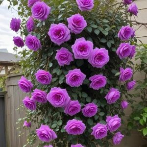 Роза Мистик Уайт купить по цене от 620р. в интернет-магазине «Посадика» с доставкой почтой в в Вытеграе и по всей России – [изображение №1].