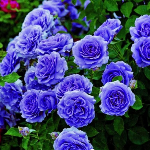 Роза Блю Мун купить по цене от 450р. в интернет-магазине «Посадика» с доставкой почтой в в Вытеграе и по всей России – [изображение №1].
