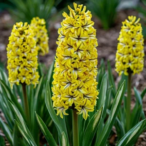 Гиацинт Сансет Голд купить по цене от 2099р. в интернет-магазине «Посадика» с доставкой почтой в в Вытеграе и по всей России – [изображение №1].