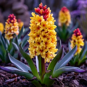 Гиацинт Миднайт Мистери купить по цене от 2099р. в интернет-магазине «Посадика» с доставкой почтой в в Вытеграе и по всей России – [изображение №1].