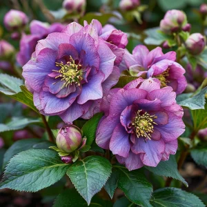 Морозник Айс Принцесс Чарм купить по цене от 650р. в интернет-магазине «Посадика» с доставкой почтой в в Вытеграе и по всей России – [изображение №1].