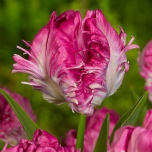 Тюльпан махровый Кул Кристал купить по цене от 400р. в интернет-магазине «Посадика» с доставкой почтой в в Вытеграе и по всей России – [изображение №1].