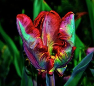 Тюльпан Эирпрайз купить по цене от 270р. в интернет-магазине «Посадика» с доставкой почтой в в Вытеграе и по всей России – [изображение №1].