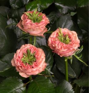 Роза Амбер Инчант купить по цене от 495р. в интернет-магазине «Посадика» с доставкой почтой в в Вытеграе и по всей России – [изображение №1].