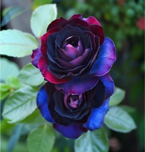 Роза Скарлет Рэвери купить по цене от 489р. в интернет-магазине «Посадика» с доставкой почтой в в Вытеграе и по всей России – [изображение №1].