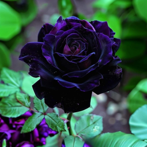 Роза Блэк Пантер купить по цене от 319р. в интернет-магазине «Посадика» с доставкой почтой в в Вытеграе и по всей России – [изображение №1].