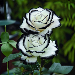 Роза Силк Ивин купить по цене от 319р. в интернет-магазине «Посадика» с доставкой почтой в в Вытеграе и по всей России – [изображение №1].