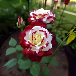 Роза Роял Глом купить по цене от 401р. в интернет-магазине «Посадика» с доставкой почтой в в Вытеграе и по всей России – [изображение №1].