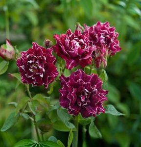 Роза Опаловый Пейзаж купить по цене от 490р. в интернет-магазине «Посадика» с доставкой почтой в в Вытеграе и по всей России – [изображение №1].