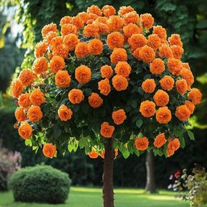 Роза Солнечный Шарм купить по цене от 349р. в интернет-магазине «Посадика» с доставкой почтой в в Вытеграе и по всей России – [изображение №1].