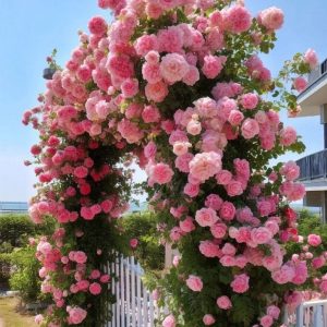 Роза Пастель Розе купить по цене от 605р. в интернет-магазине «Посадика» с доставкой почтой в в Вытеграе и по всей России – [изображение №1].