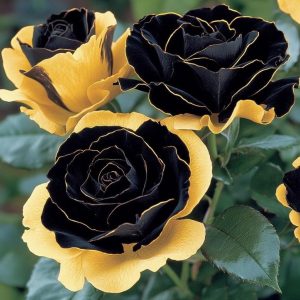 Роза Ханни Сикл купить по цене от 700р. в интернет-магазине «Посадика» с доставкой почтой в в Вытеграе и по всей России – [изображение №1].