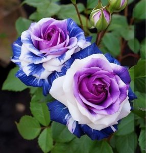 Роза Айвори Каскад купить по цене от 420р. в интернет-магазине «Посадика» с доставкой почтой в в Вытеграе и по всей России – [изображение №1].