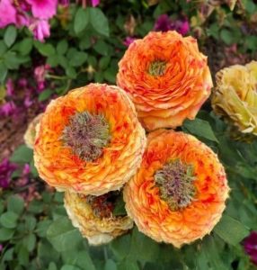 Роза Золотой Мираж купить по цене от 420р. в интернет-магазине «Посадика» с доставкой почтой в в Вытеграе и по всей России – [изображение №1].