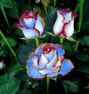 Роза Сафайер Пэтл купить по цене от 450р. в интернет-магазине «Посадика» с доставкой почтой в в Вытеграе и по всей России – [изображение №1].