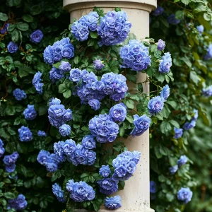 Роза плетистая Блю Перпл купить по цене от 540р. в интернет-магазине «Посадика» с доставкой почтой в в Вытеграе и по всей России – [изображение №1].